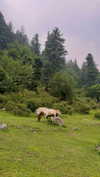 noa_mendel_ Altpins Profile Picture