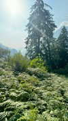 noa_mendel_ Altpins Profile Picture