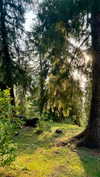 noa_mendel_ Altpins Profile Picture