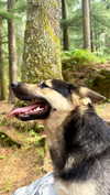 noa_mendel_ Altpins Profile Picture