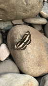noa_mendel_ Altpins Profile Picture