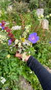 noa_mendel_ Altpins Profile Picture