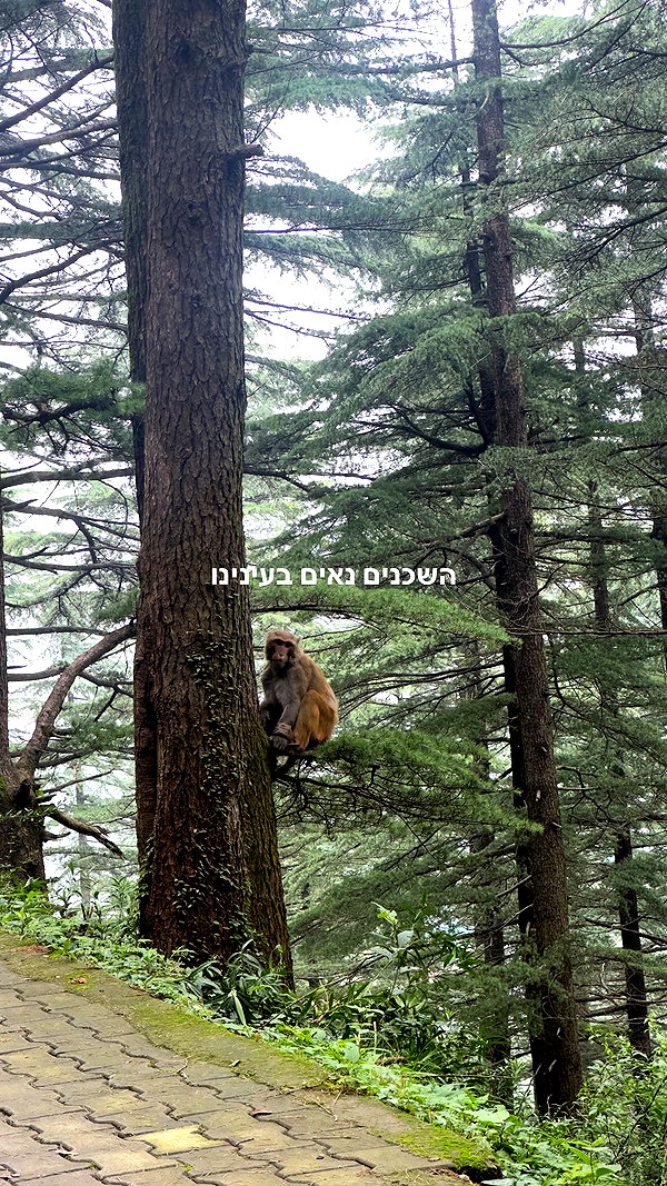 noa_mendel_ instagram image archive image