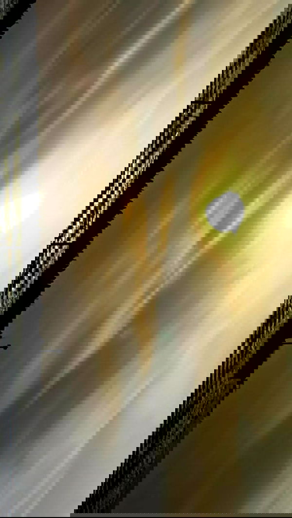 noa_zemlyanski noa_zemlyanski archive image