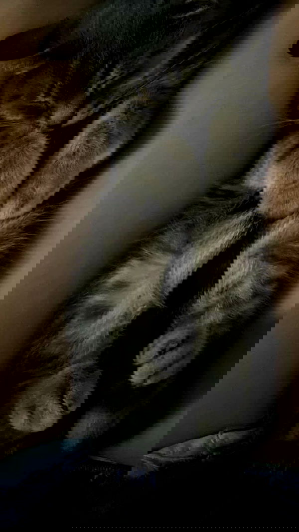 noa_zemlyanski noa_zemlyanski archive image