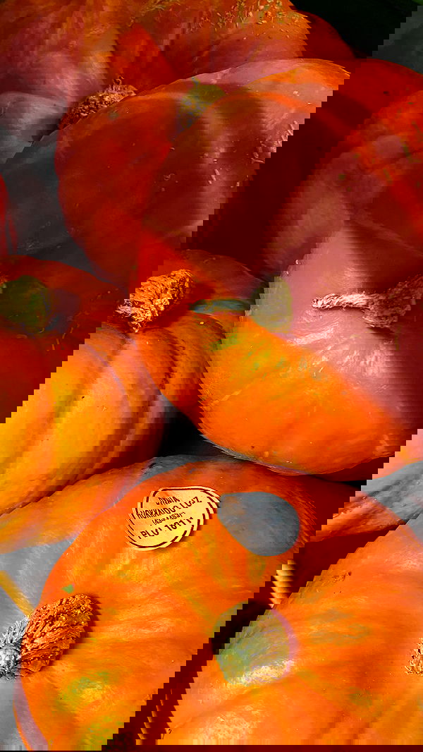 noa_zemlyanski noa_zemlyanski archive image