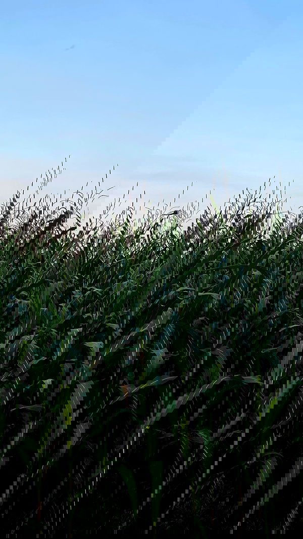 noa_zemlyanski noa_zemlyanski archive image