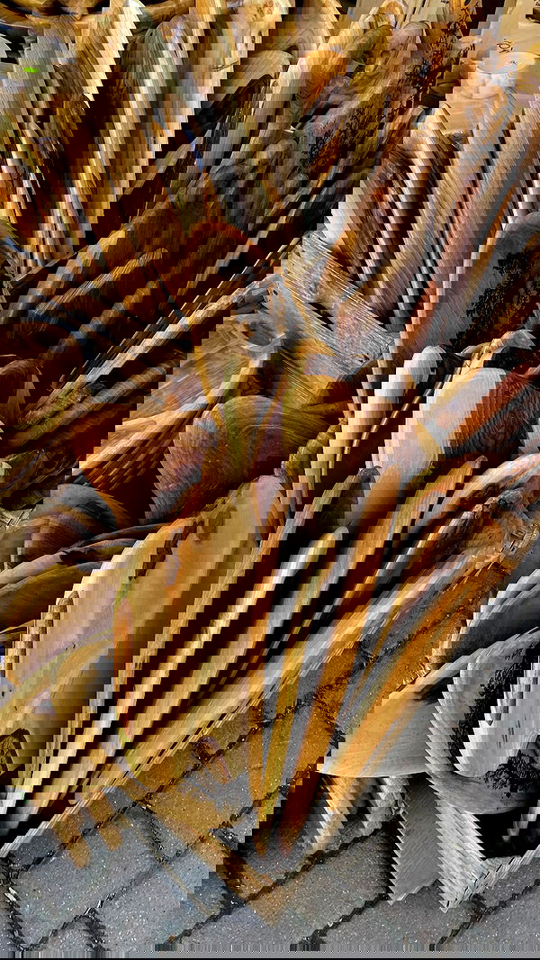 noa_zemlyanski noa_zemlyanski archive image