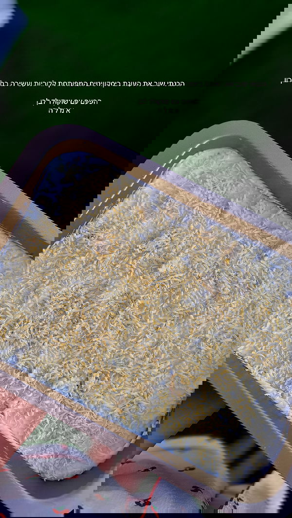 noammalka___ noammalka___ archive image