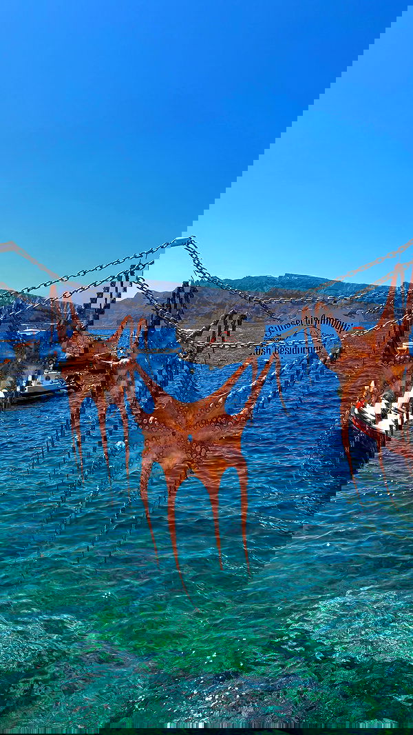 noammalka___ noammalka___ archive image