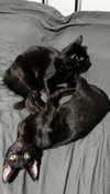 nocturnal__tattoo Altpins Profile Picture