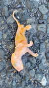 novahnovielli Altpins Profile Picture