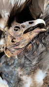 novahnovielli Altpins Profile Picture