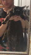 novahnovielli Altpins Profile Picture