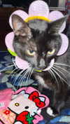 novahnovielli Altpins Profile Picture