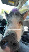novahnovielli Altpins Profile Picture