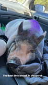 novahnovielli Altpins Profile Picture