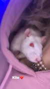 novahnovielli Altpins Profile Picture