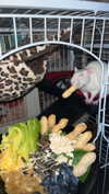 novahnovielli Altpins Profile Picture