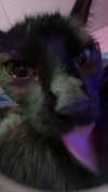 novahnovielli Altpins Profile Picture