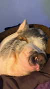 novahnovielli Altpins Profile Picture
