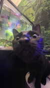 novahnovielli Altpins Profile Picture