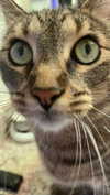 novahnovielli Altpins Profile Picture