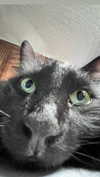 novahnovielli Altpins Profile Picture