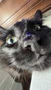 novahnovielli Altpins Profile Picture