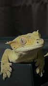 novahnovielli Altpins Profile Picture