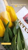 noy_cohen02 Altpins Profile Picture