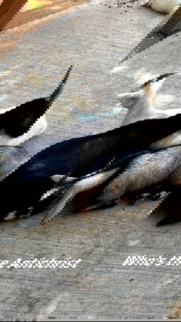 noyaislilith333 noyaislilith333 archive image