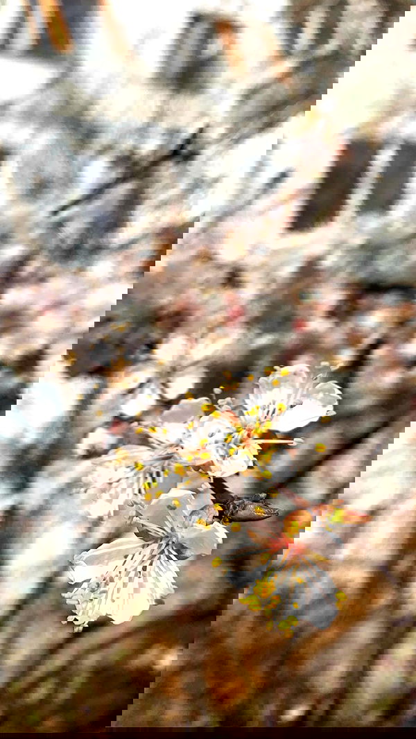 nyityam nyityam archive image