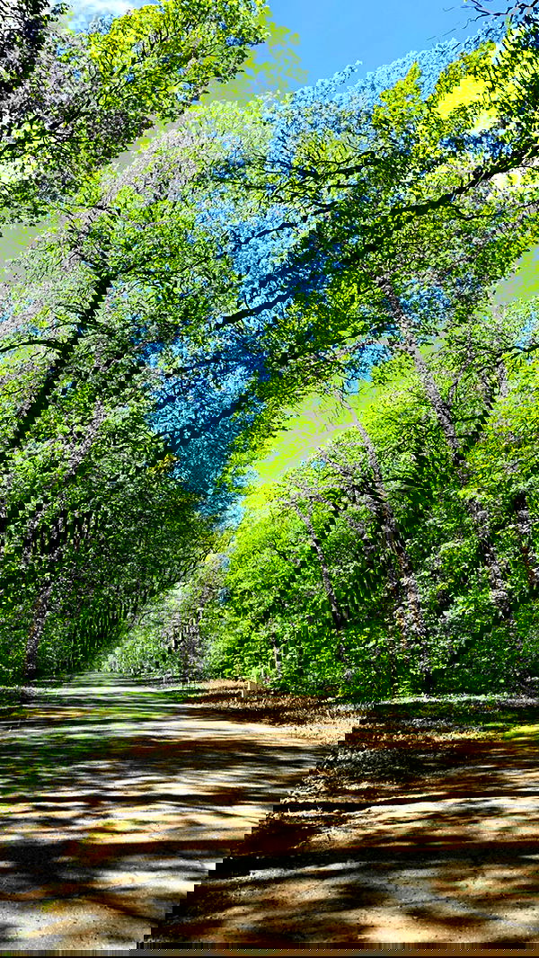 nyityam nyityam archive image