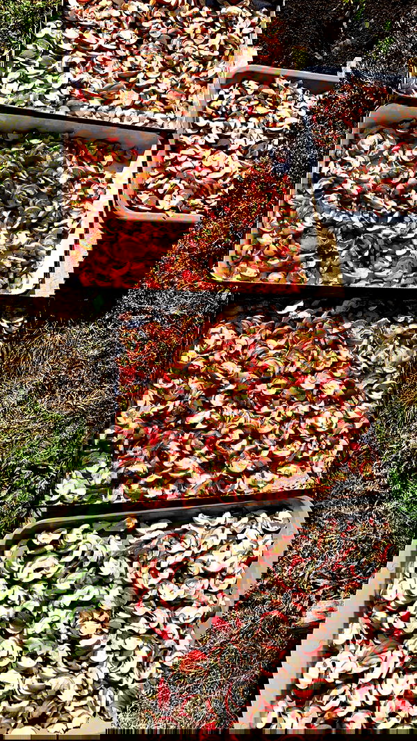 nyityam nyityam archive image