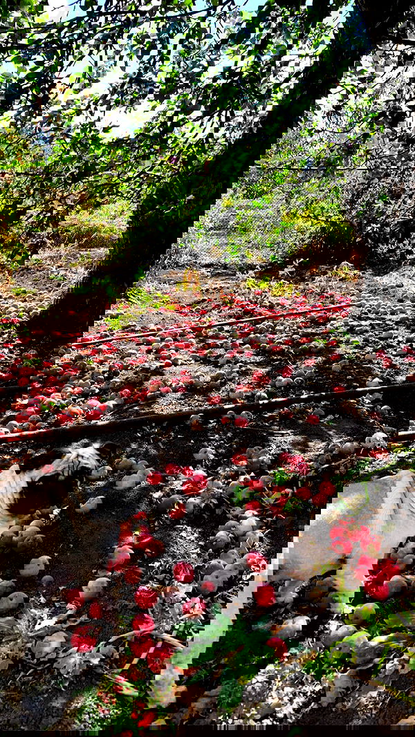 nyityam nyityam archive image