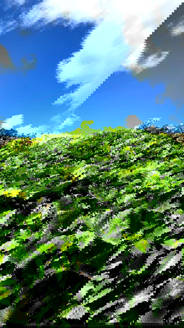 nyityam nyityam archive image