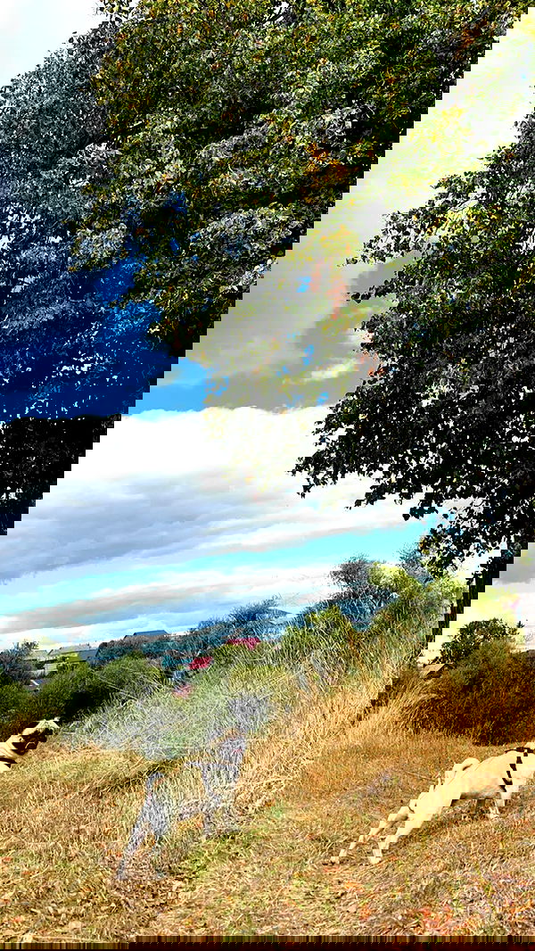 nyityam nyityam archive image