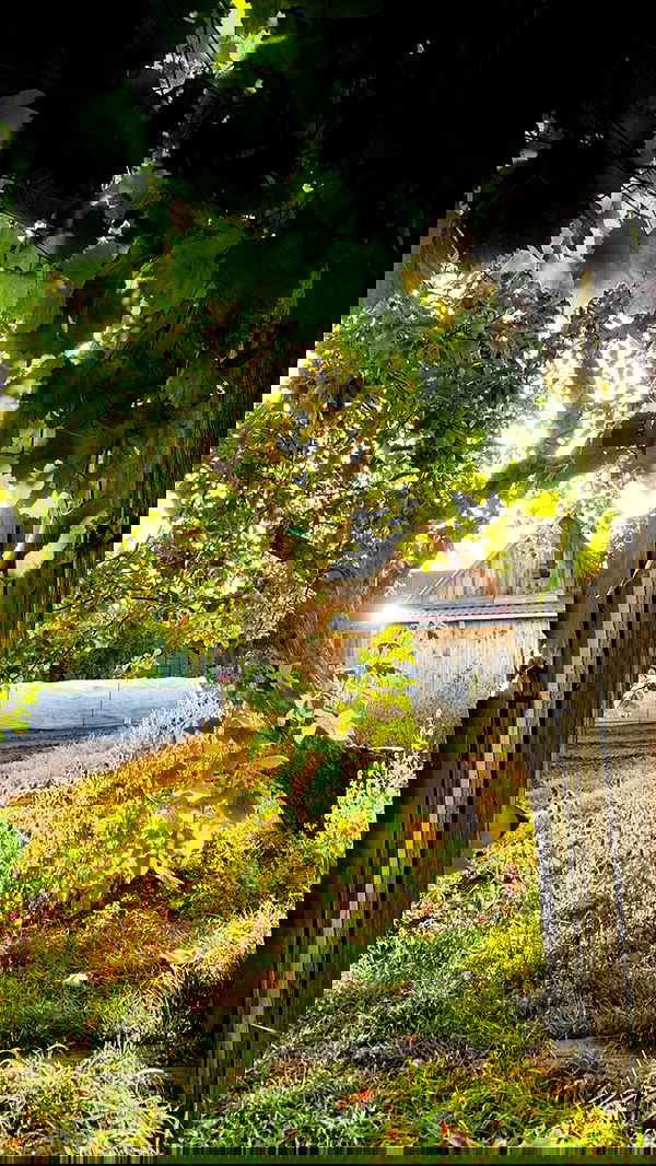 nyityam nyityam archive image