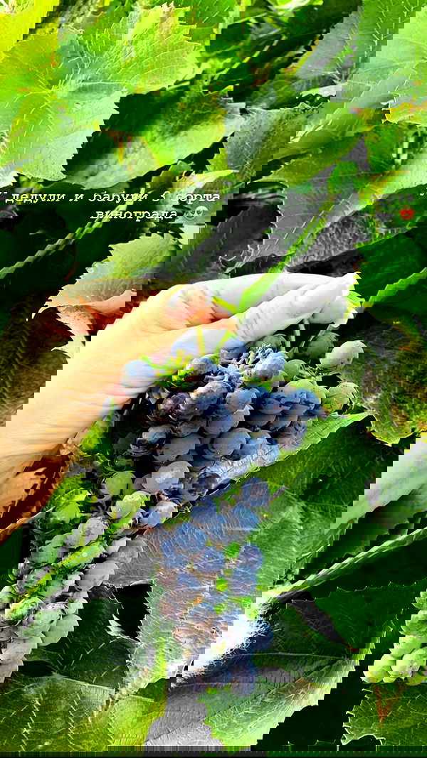 nyityam nyityam archive image