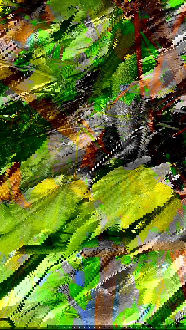 nyityam nyityam archive image