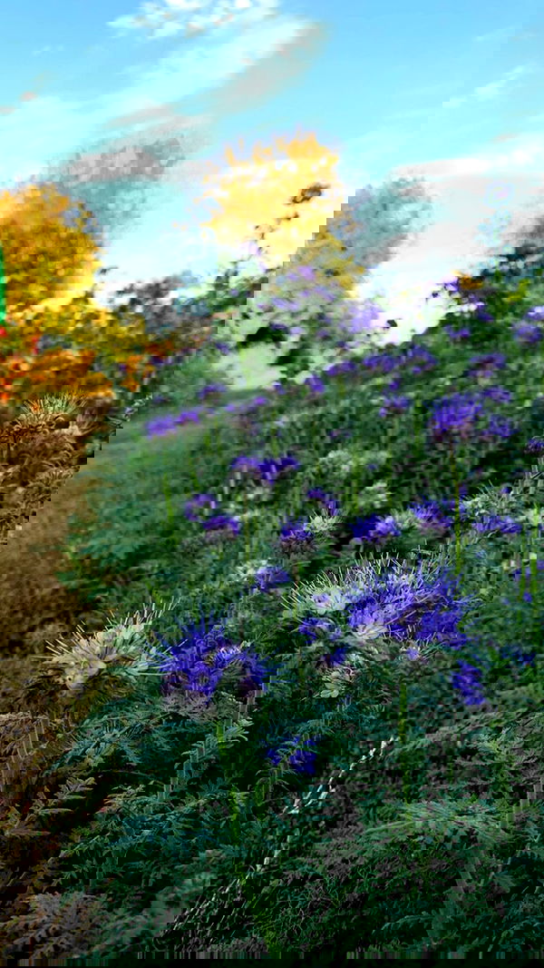 nyityam nyityam archive image