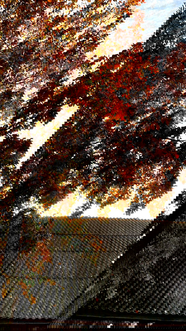 nyityam nyityam archive image