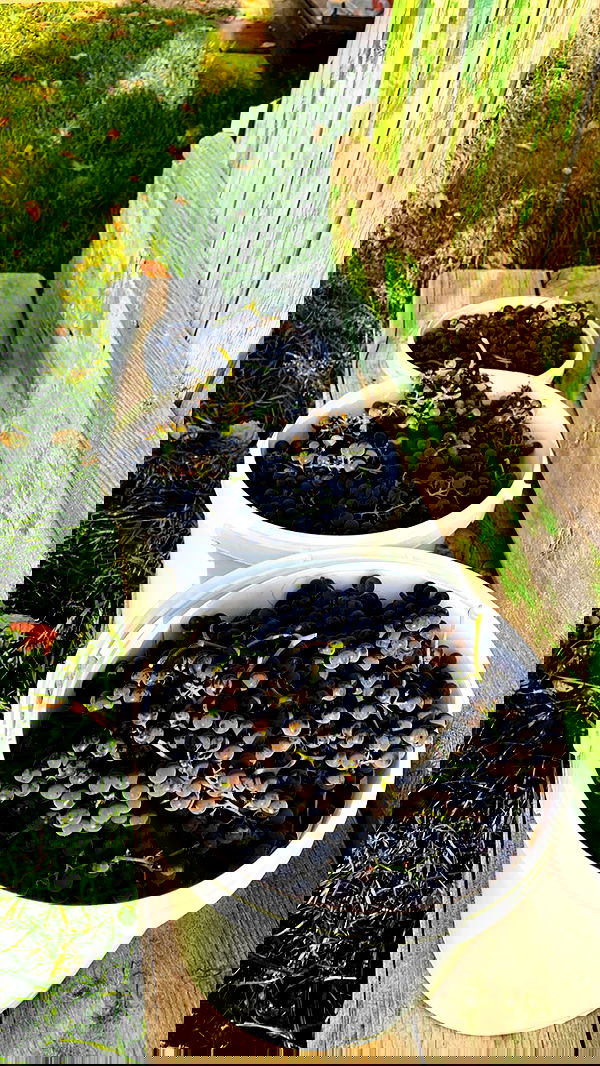 nyityam nyityam archive image