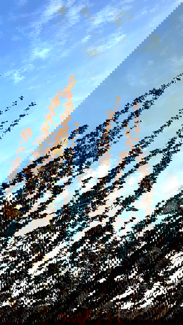 nyityam nyityam archive image