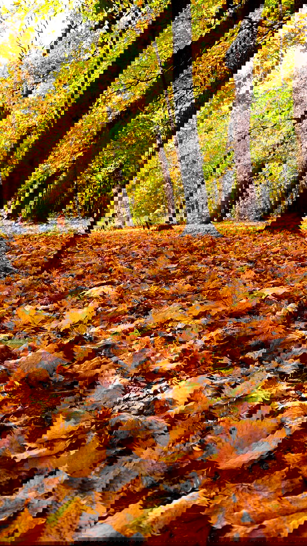 nyityam nyityam archive image