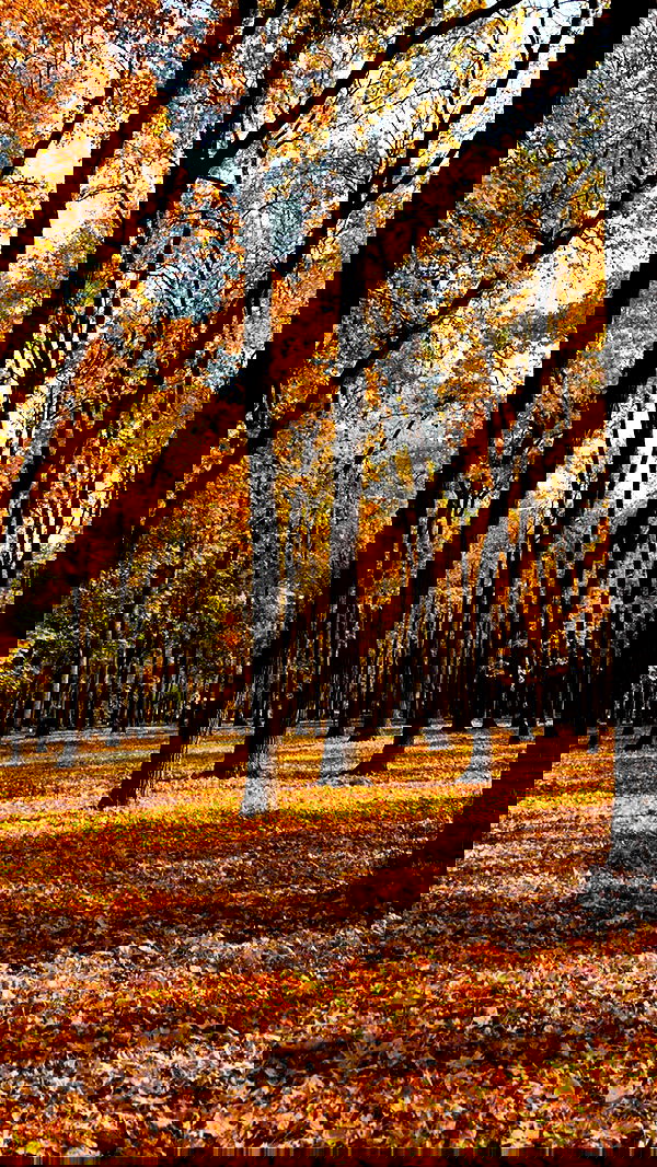 nyityam nyityam archive image