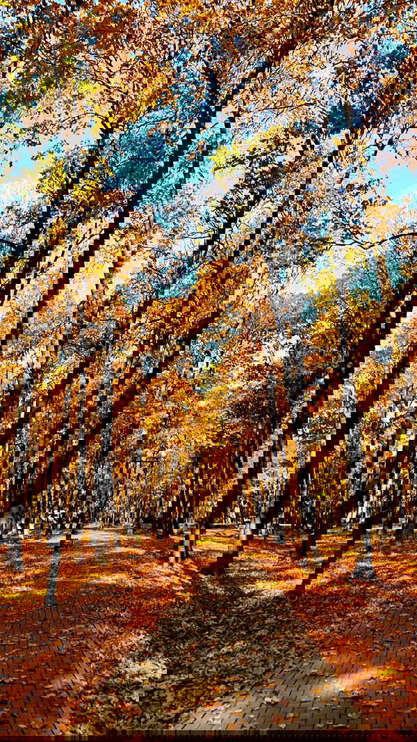 nyityam nyityam archive image