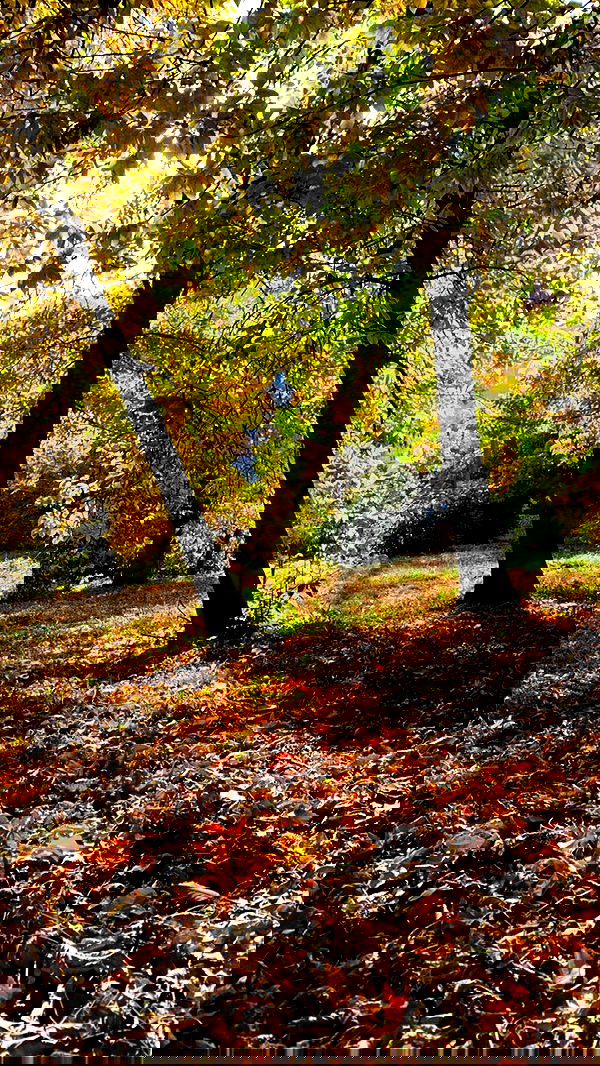 nyityam nyityam archive image