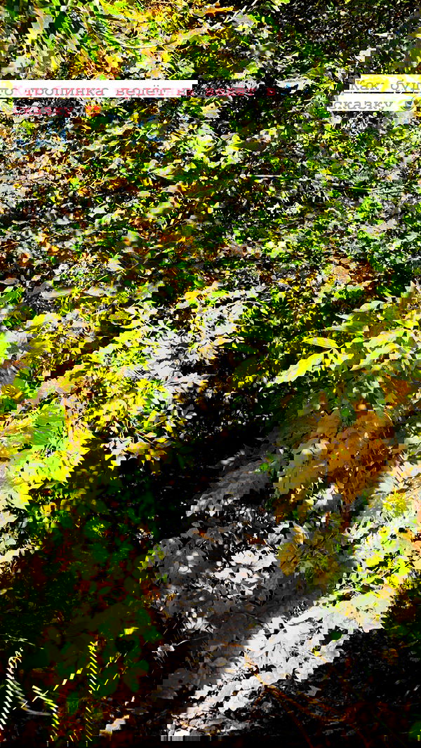 nyityam nyityam archive image